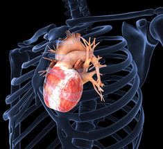 Сердечный приступ: Омега-3 ускоряют заживление