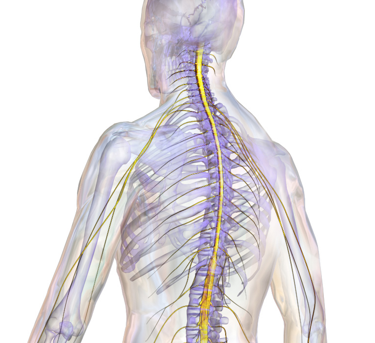 Позвоночник и нервная система человека спинной