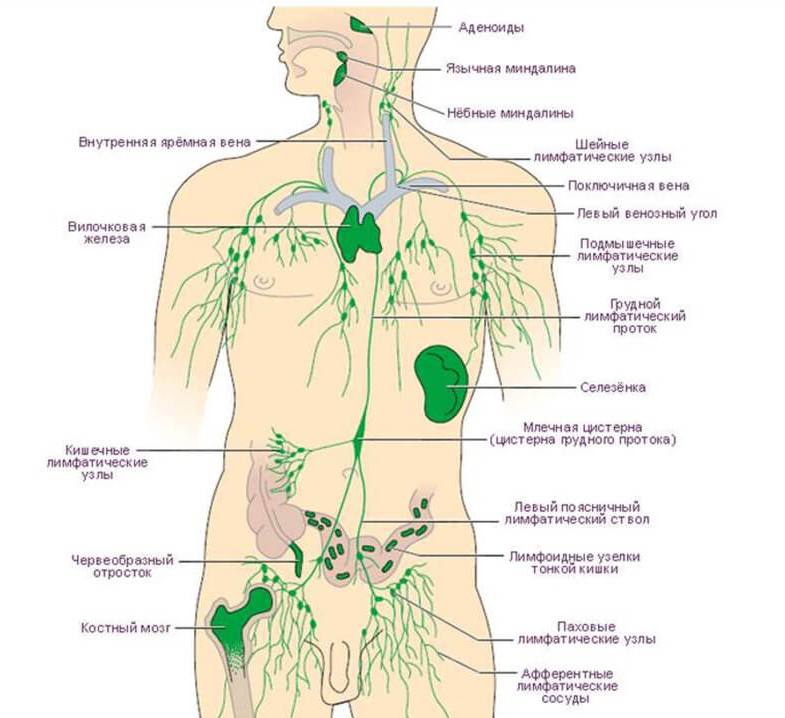 Как воспаляются лимфоузлы на шее расположение схема