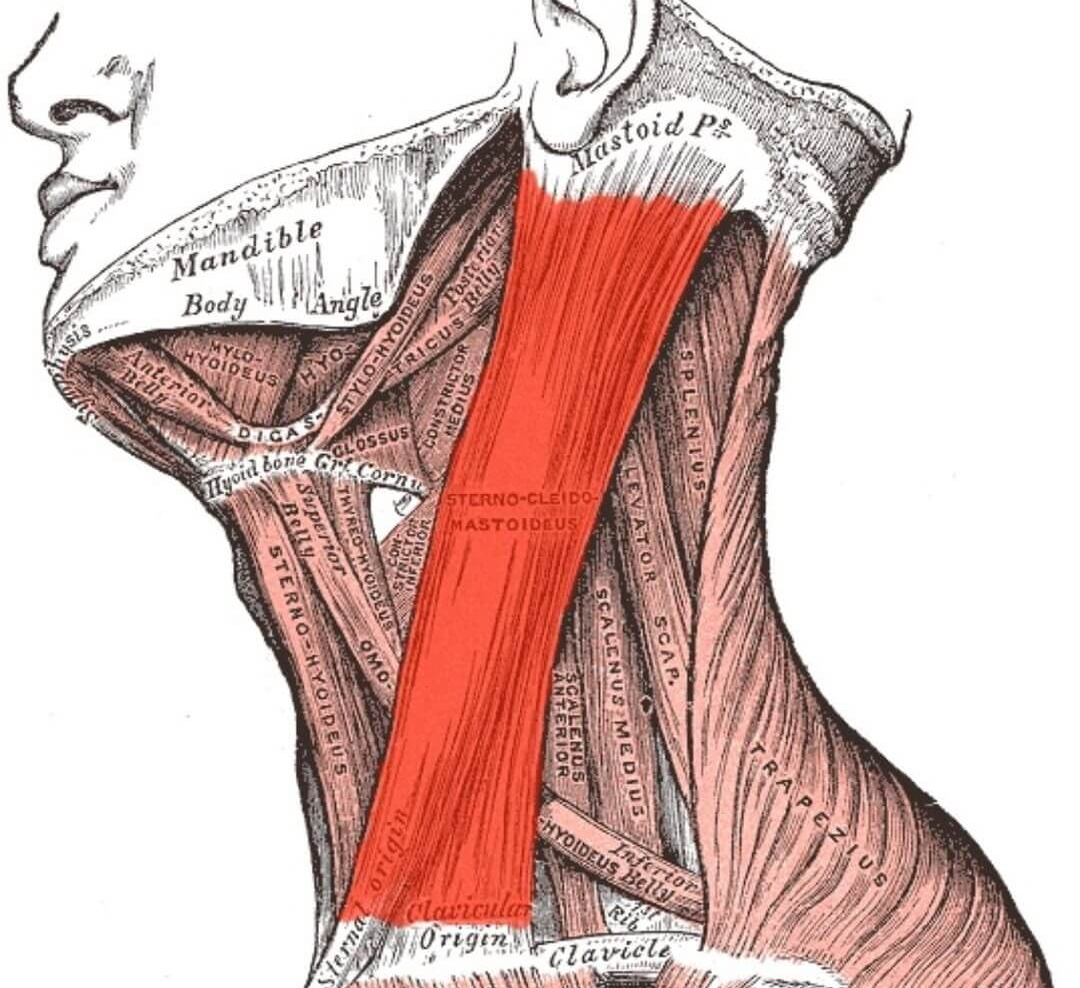 Грудино-ключично-сосцевидная мышца анатомия