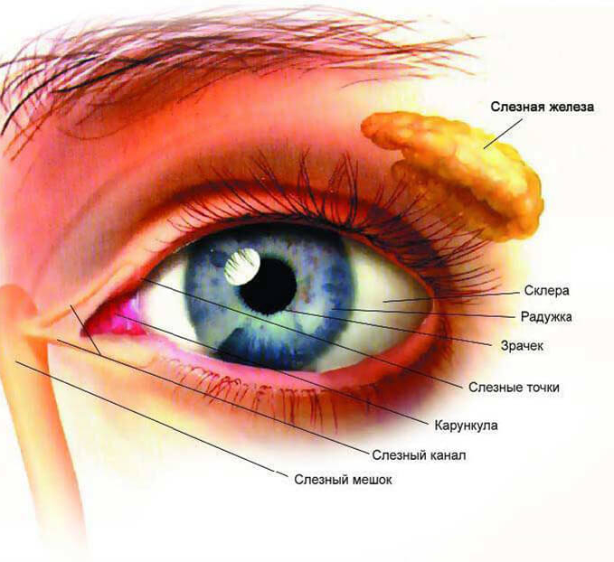 Холестерин на веках фото