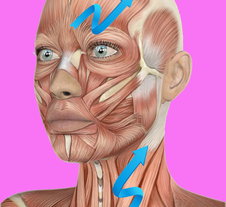 Мышцы лица и шеи анатомия для косметологов