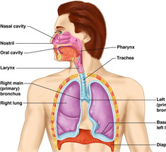 ГОРЕЧЬ во рту: Узнайте какие болезни вызывают горький привкус 