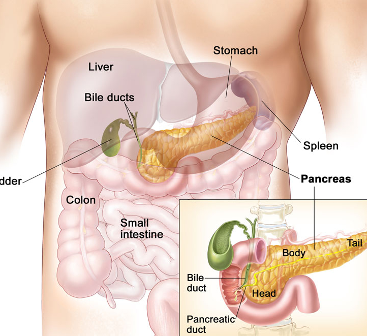 Здоровая поджелудочная железа картинка