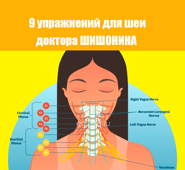 Гимнастика для шеи картинки шишонина