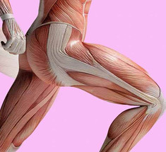 Как правильно растягивать мышцы бедра