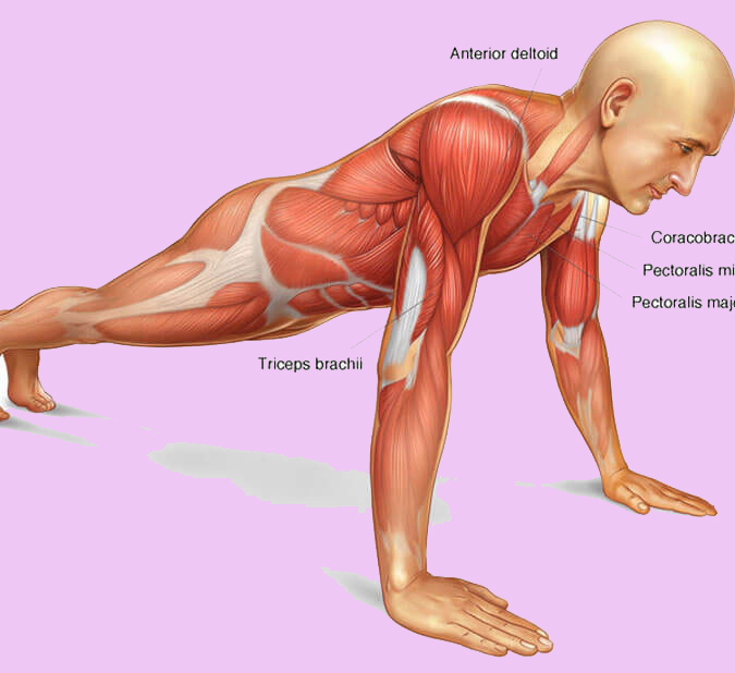 Какие мышцы качаются при беге. Укрепляются мышцы. Мышцы которые не задействуется. Бег мышцы. Мышечный атлас планка.