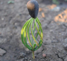 Выращивание кедра из семян