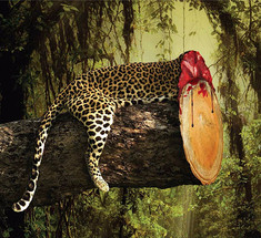 Вырубка лесов убивает жизнь: социальная реклама в защиту животных и природы