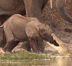 Слониха спасла своего малыша от крокодила