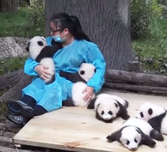 Самая лучшая профессия в мире: обнимальщик панд