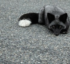 Черно-бурая лисица