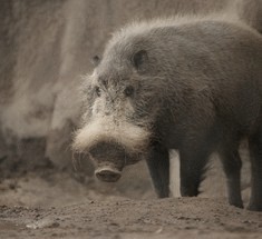 Бородатая свинья