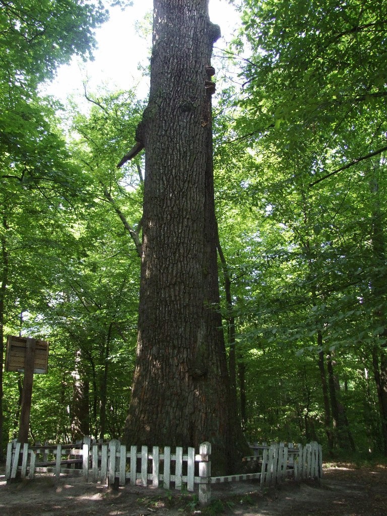 1300-летний Юзефовский дуб