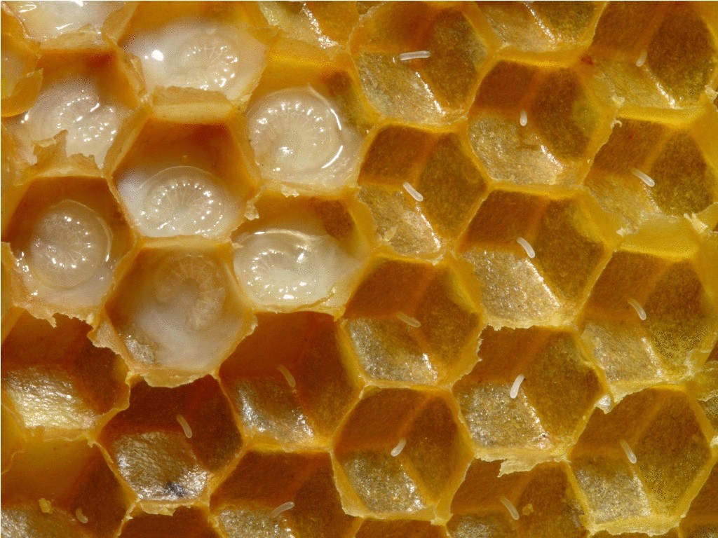 Пчелино-маточное молочко