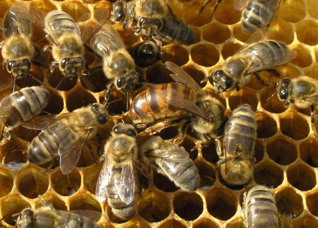 Пчелино-маточное молочко