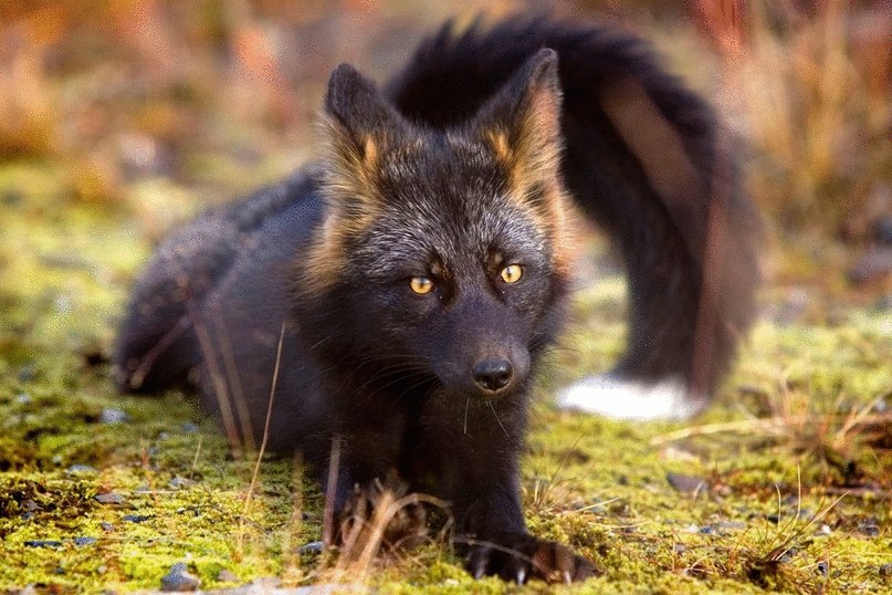 Черно-бурая лисица