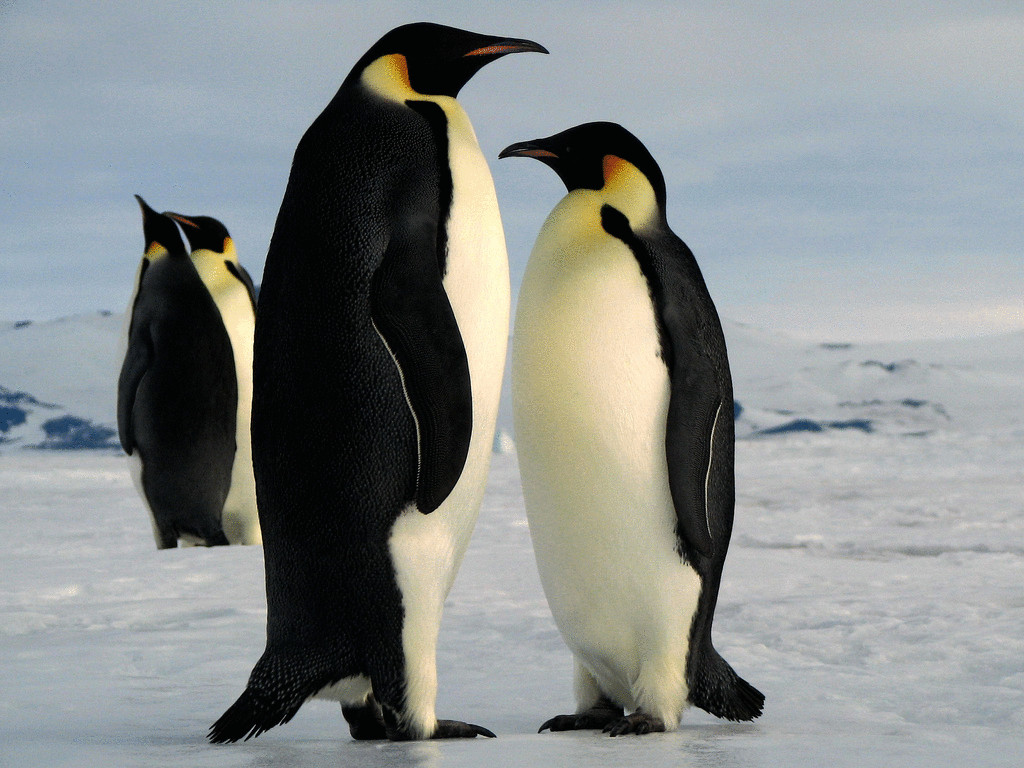 У пингвинов не мерзнут ступни