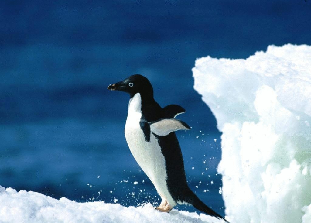 У пингвинов не мерзнут ступни