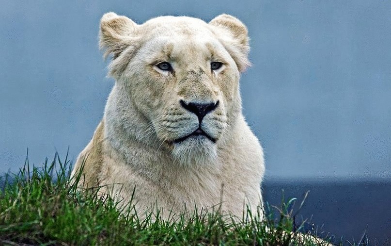 Белый лев- уже не легенда