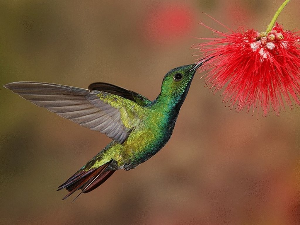 Самая маленькая птичка - колибри