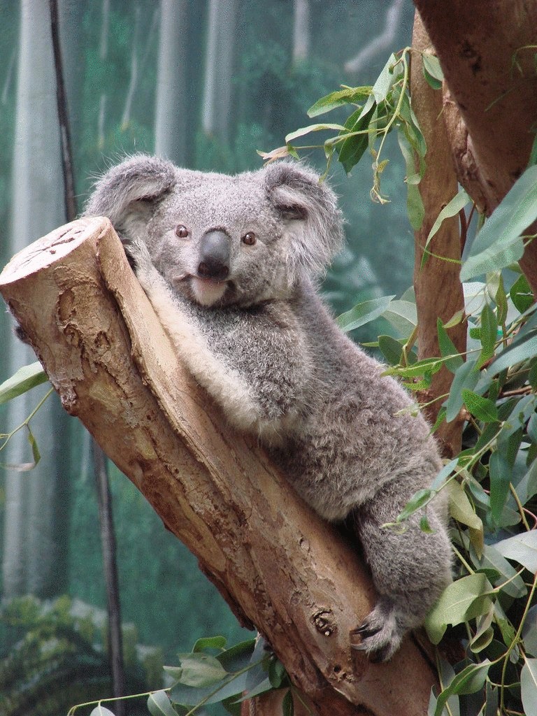 Коала природе. Животные Австралии коала. Сумчатый медведь коала Австралия. Мишка коала. Коала эвкалиптовый мишка.