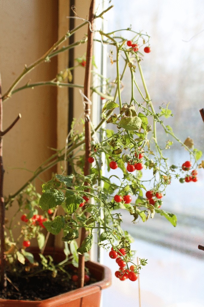 Как вырастить декоративные помидоры дома?