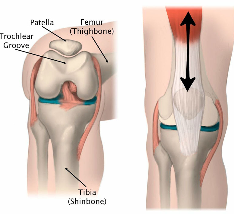 Надколенник коленного сустава анатомия