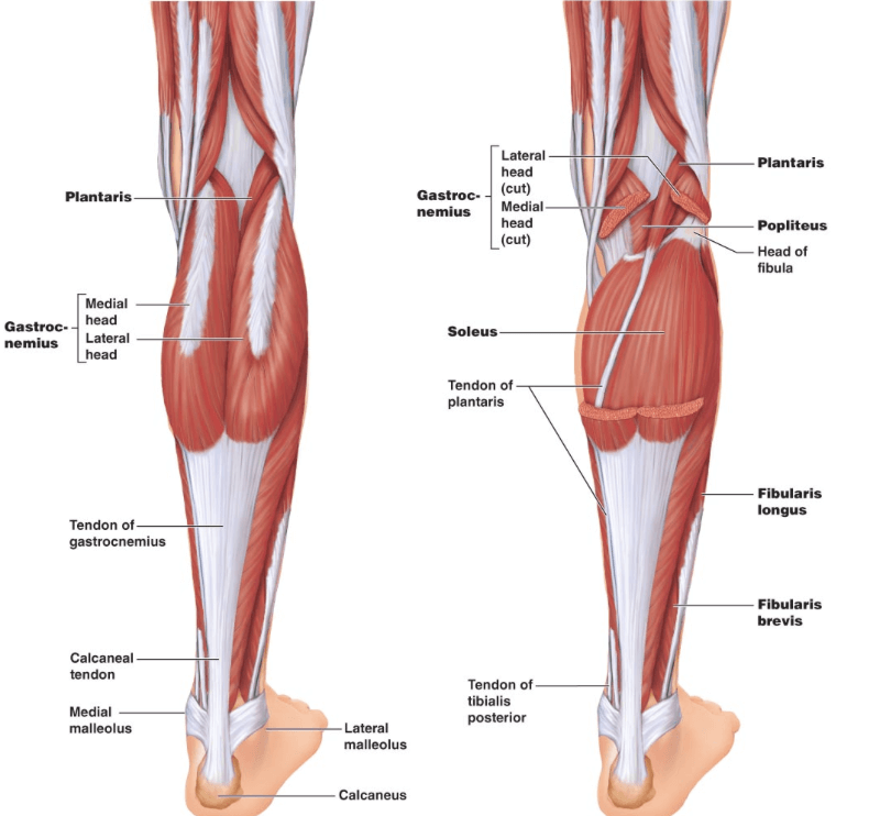 Икроножная. Сухожилия икроножной мышцы анатомия. Икроножная и камбаловидная мышцы анатомия. Мышцы голени камбаловидная мышца. Мышцы голени и стопы анатомия.
