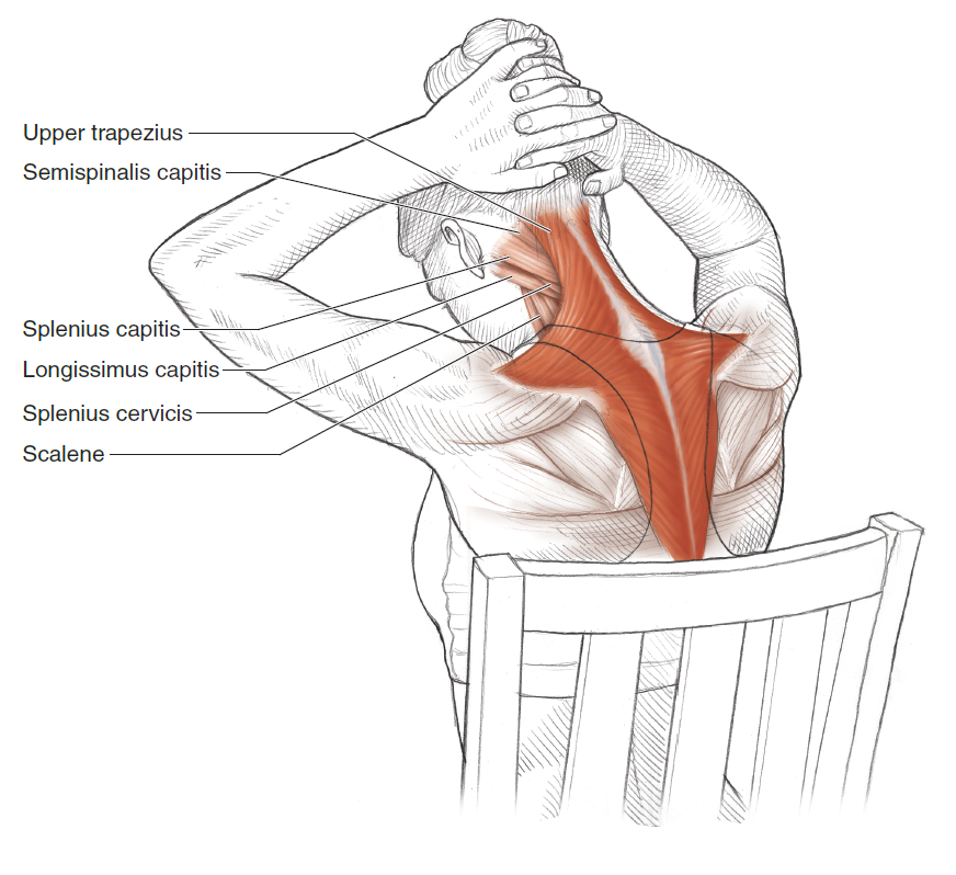 Мышцы должны болеть. Упражнения для растягивания мышц шеи. Упражнения для растяжки лестничных мышц. Растяжка трапециевидной мышцы спины. Расслабление трапециевидной мышцы.