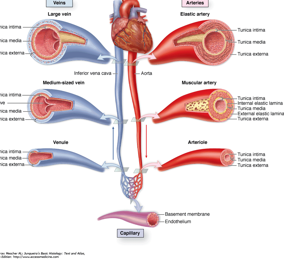 Large artery. Blood Vessels Types.