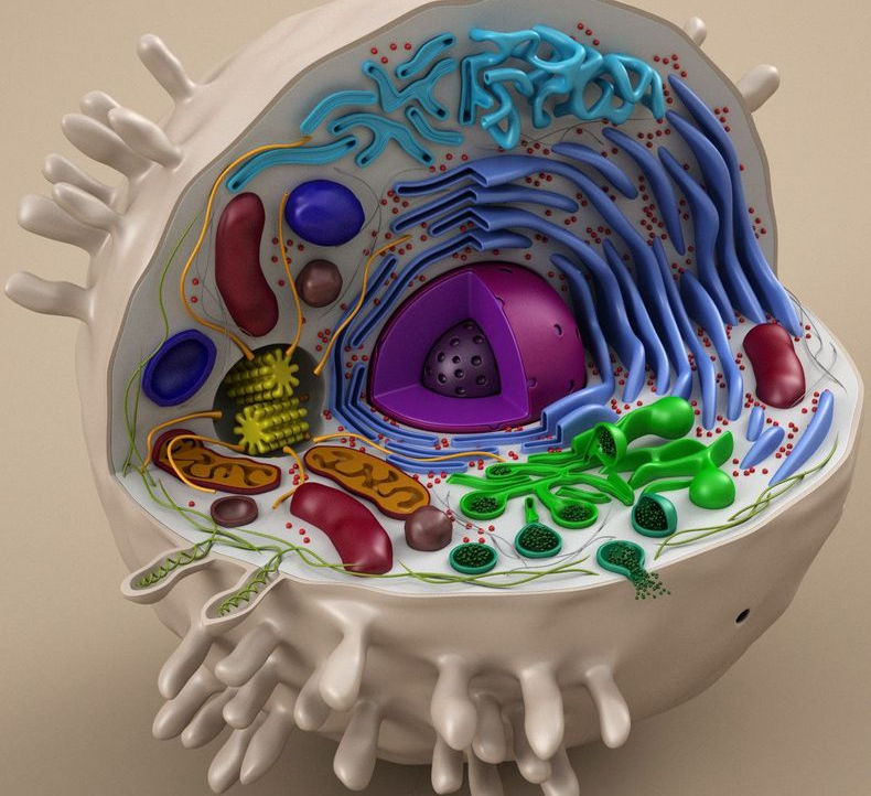 Самое детальное изображение клетки человека на сегодняшний день