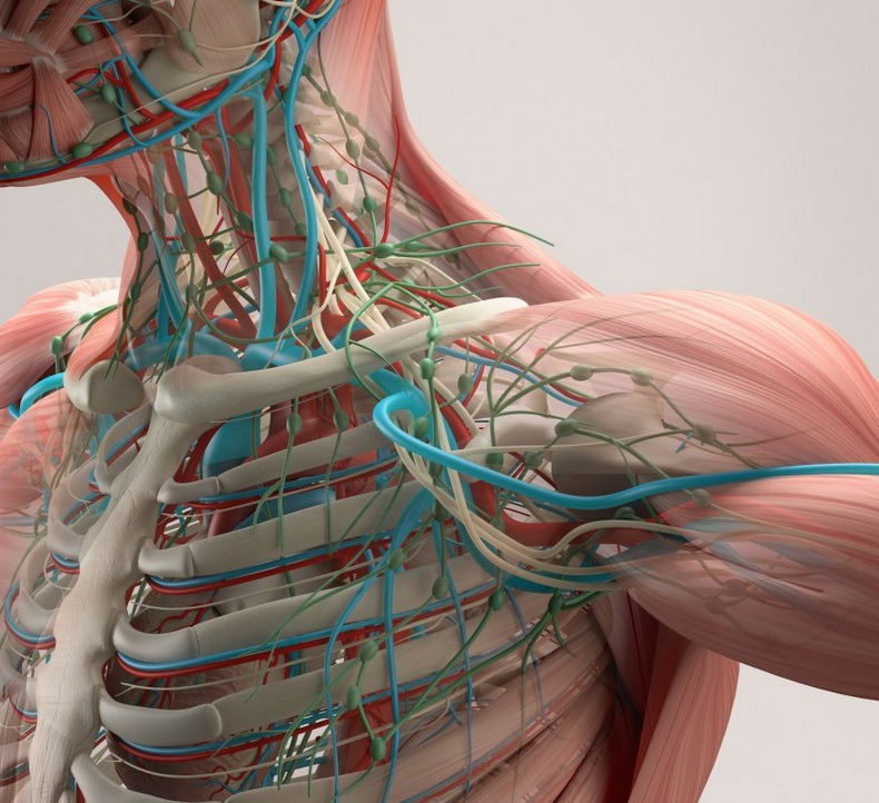 Лимфатические сосуды фото