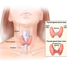 Признаки заболеваний щитовидной железы: когда бить тревогу?