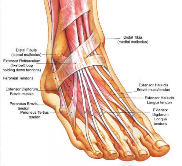 Сухожилия на ногах схема