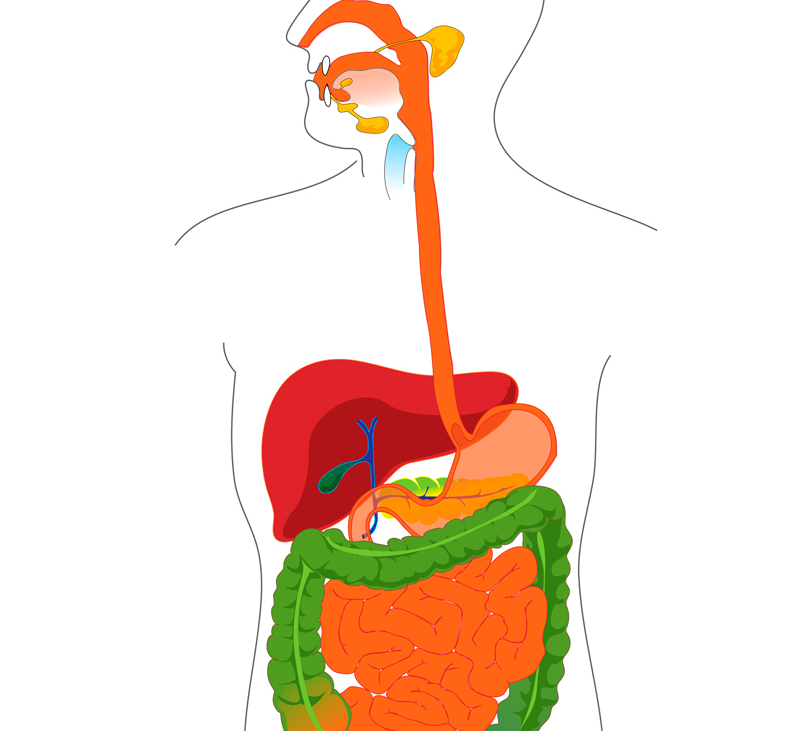 Рисунок желудочно кишечного тракта