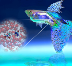Как ТМАО из рыбы помогает в защите мозга от токсинов