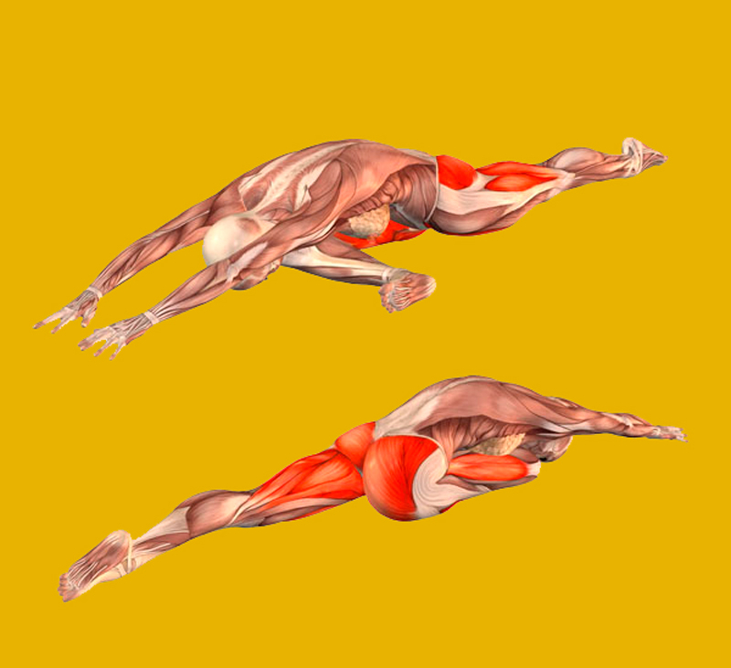 Мышцы тянутся. Ардха навасана анатомия. Упражнения для сухожилий. Ардха навасана анатомия. Растяжка мышц спины.