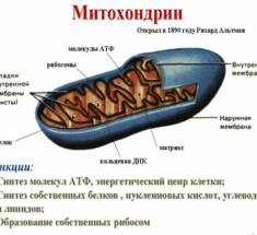 3 научных способа оздоровить митохондрии и продлить себе жизнь