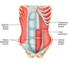 Плоский живот и осиная талия: активируем поперечную мышцу живота