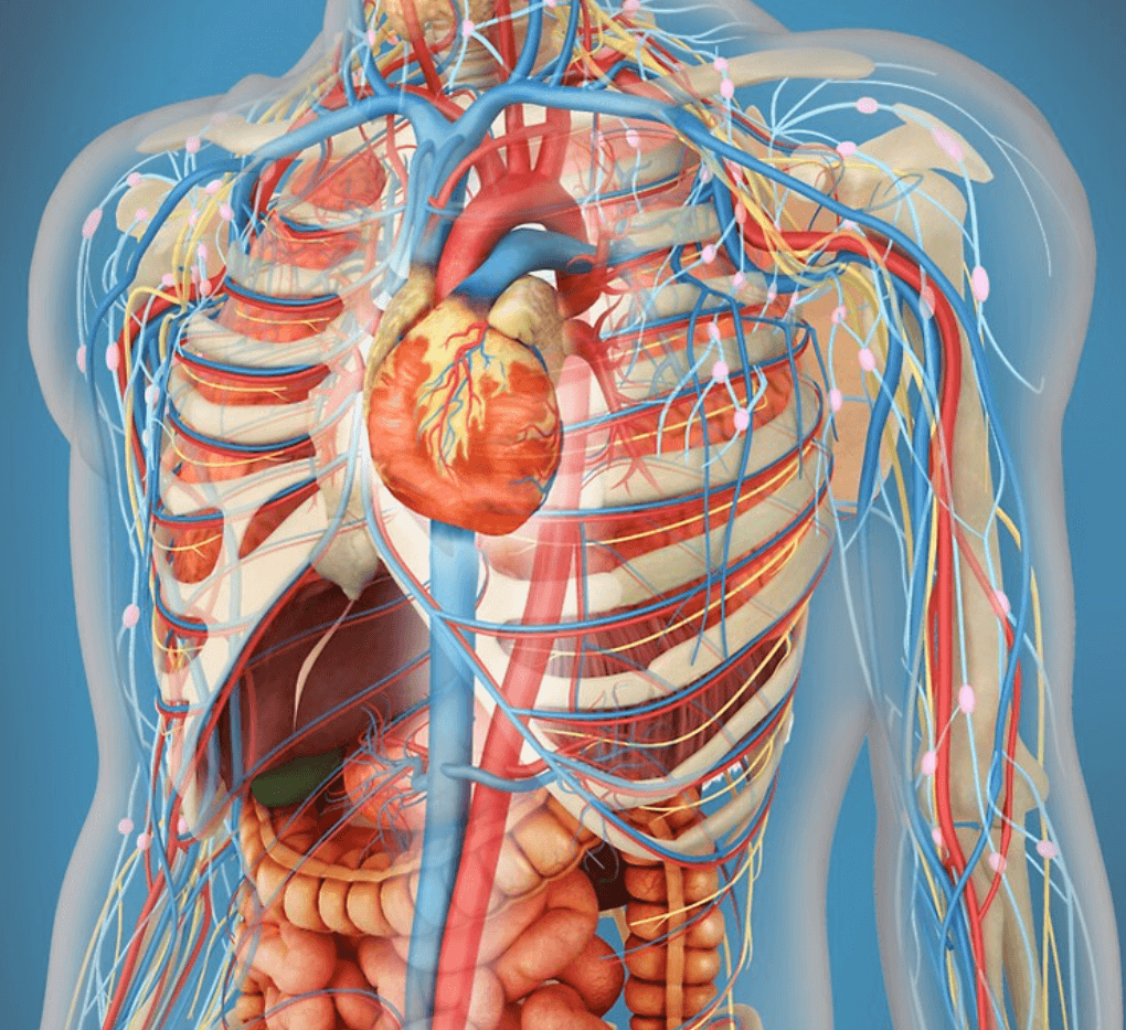 Анатомия человека. Тело человека анатомия. Строение органов человека. Органы внутри человека.