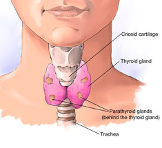 Проверяем работу щитовидной железы