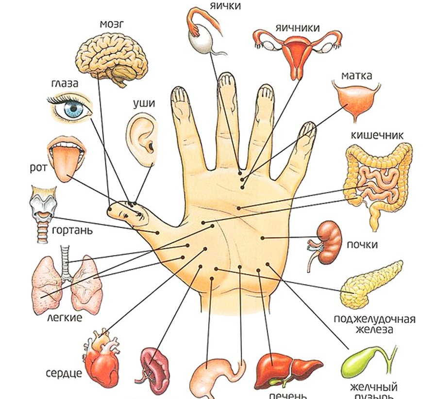 Какие пальцы на руке отвечают за какие органы человека схема