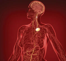 Блуждающий нерв: ключ к гармонии и здоровью