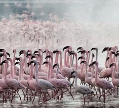 Розовый фламинго на озере Накуру
