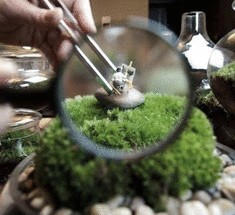 Зелёный террариум от Twig – миниатюрный оазис в каждый дом