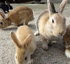 Окуносима - остров в Японии, где живут кролики