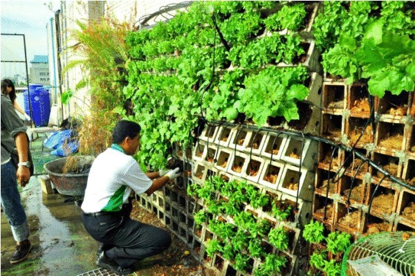 Зелёные инновации: сад на крыше университета в Бангкоке