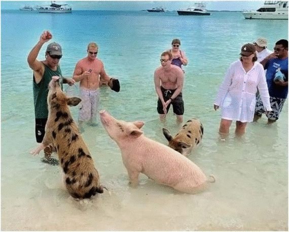 Свинки из Багамов