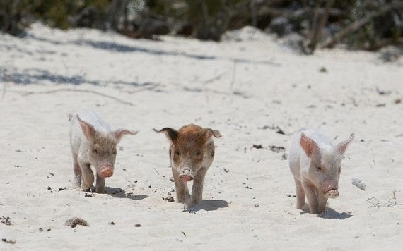 Свинки из Багамов